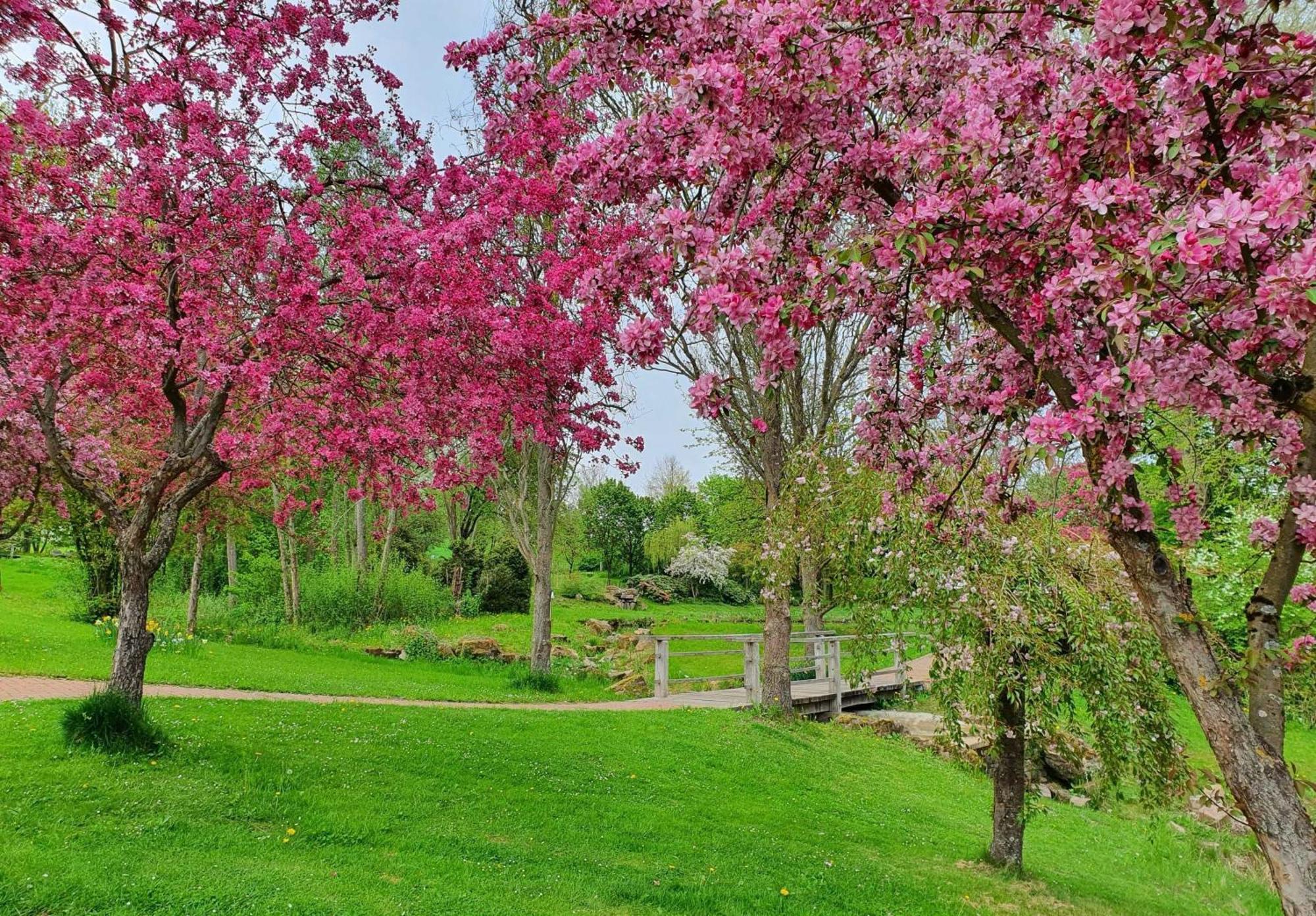 Ferienwohnung Kleinod Am Kurpark Bad Zwesten Exterior foto